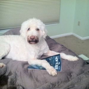 Meet your Posher, Simone